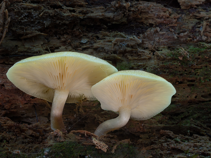 Tricholomopsis flammula